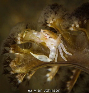 baby porcelain crab fishing from the top of a sea pen by Alan Johnson 